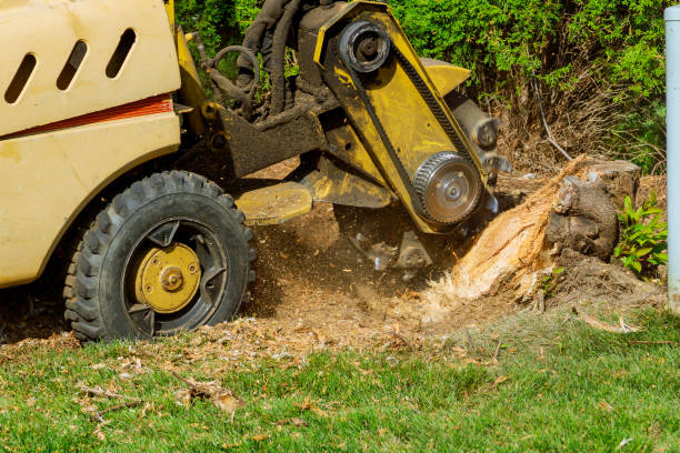 Best Stump Grinding and Removal  in USA